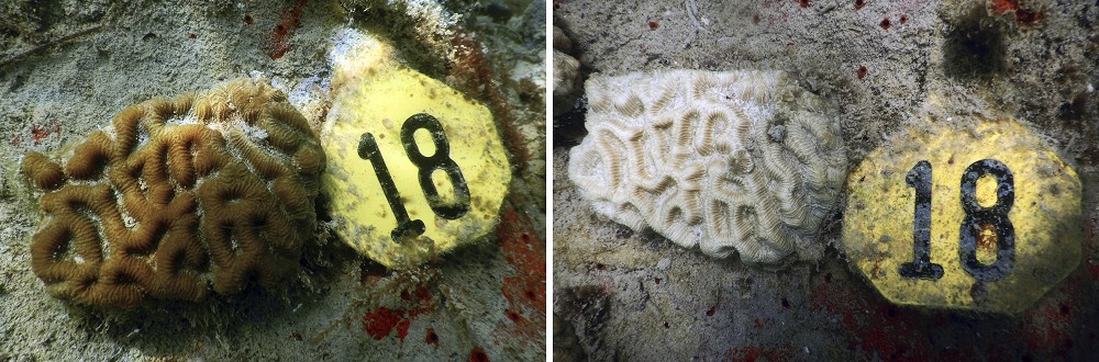 迈阿密外海的珊瑚白化，左为今年1月，右为7月的照片